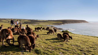 kangaroo-island